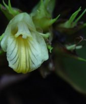 Amomum subulatum cv. Green Golsey 